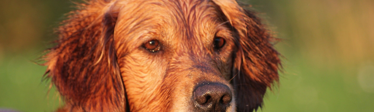 Doggy-Style? Why AI is creating so many Golden Retrievers (A Study by Nature)